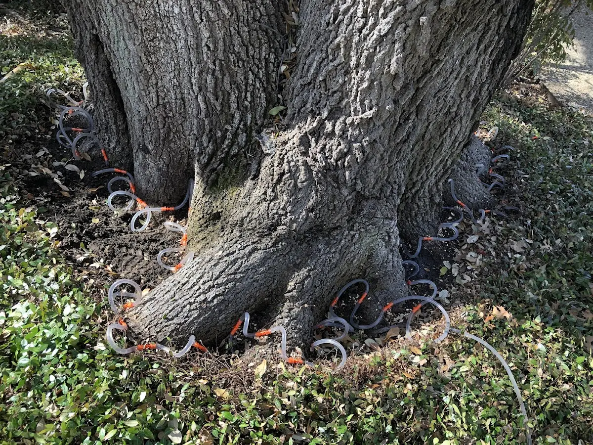 Detailed Tree Cabling and Bracing job site in Whiteriver