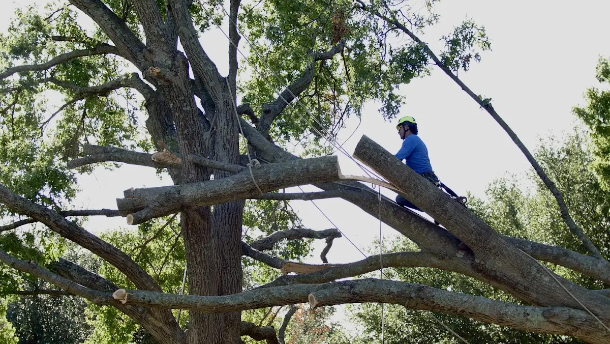 Professional Crown Thinning performed by certified arborists in Whiteriver