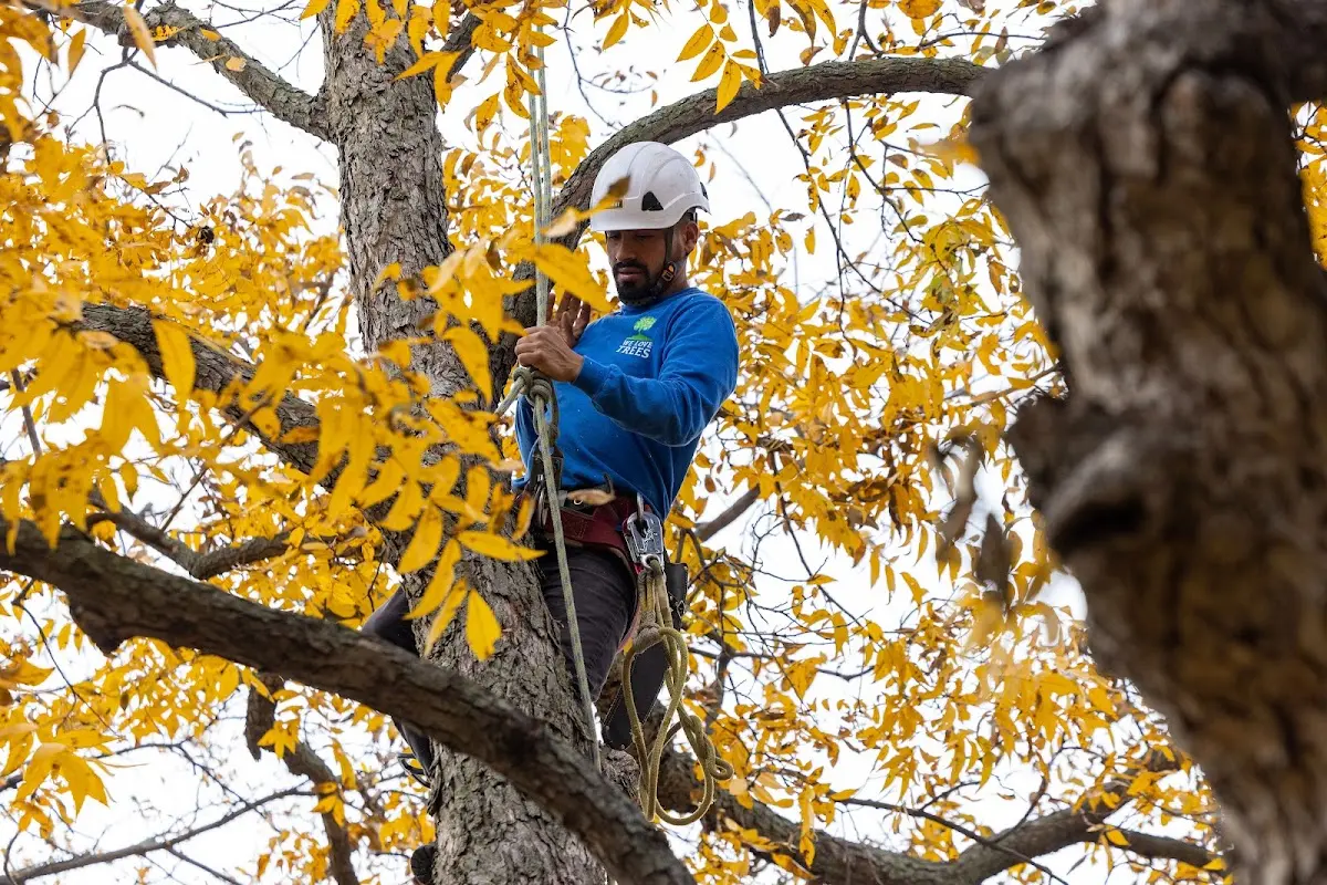 Skilled Tree Transplanting crew working in Whiteriver