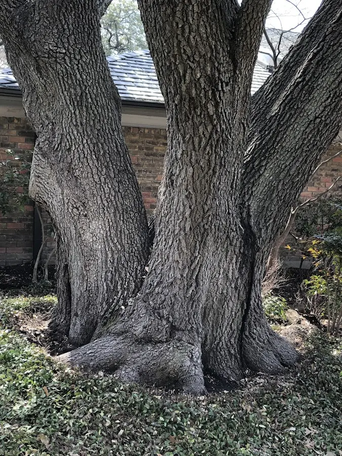 Mature heritage tree close to a Whiteriver property cared for by certified arborists